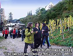 Zur Zeit der Weinlese der Weing�ter im Goldener Weinherbst im Oktober ist das Weinwandern entlang der Weinsteige am Mittelrhein besonders interessant, wenn man bei der Weinbergf�hrung die Traubenlese beobachten kann.