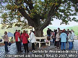 Am Ziel der Wanderung � auf Wunsch 2 Stunden oder auch als Tagestour � vom Sieben-Jungfrauen-Blick hat man eine sch�ne Aussicht auf die Umgebung im Rheintal und den rechtsrheinisch gelegenen Rheinsteig.