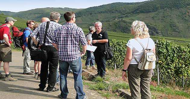 Weinwanderung durch die Weinberge an der Mosel bei Ellenz-Poltersdorf in der Nhe von Cochem