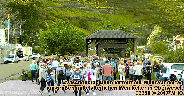 Mittelrhein-Weinwanderung bei Oberwesel am Rhein zum Sieben-Jungfrauen-Blick. Zwischenstopp am groen mittelalterlichen Weinkelter.