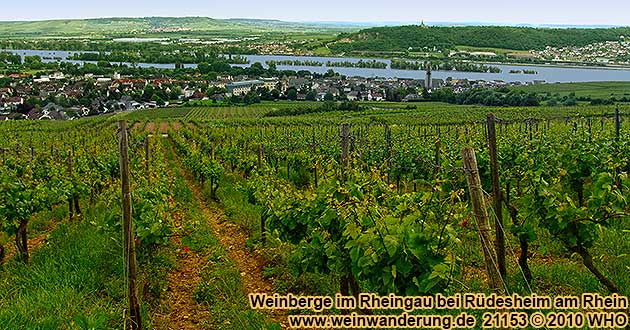 Blick von den Weinbergen auf Rdesheim am Rhein